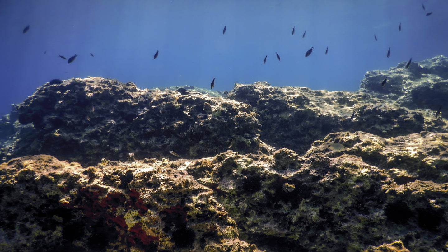 tmc-usa-demande-une-recuperation-minerale-en-haute-mer-sous-le-code-minier-americain